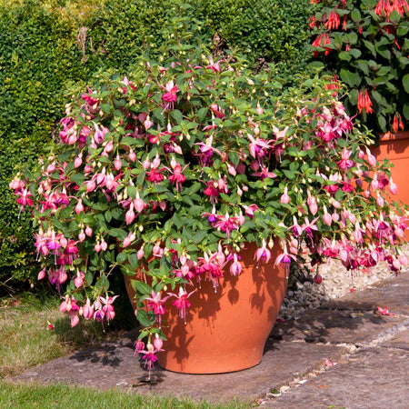 Fuchsia Upright Collection