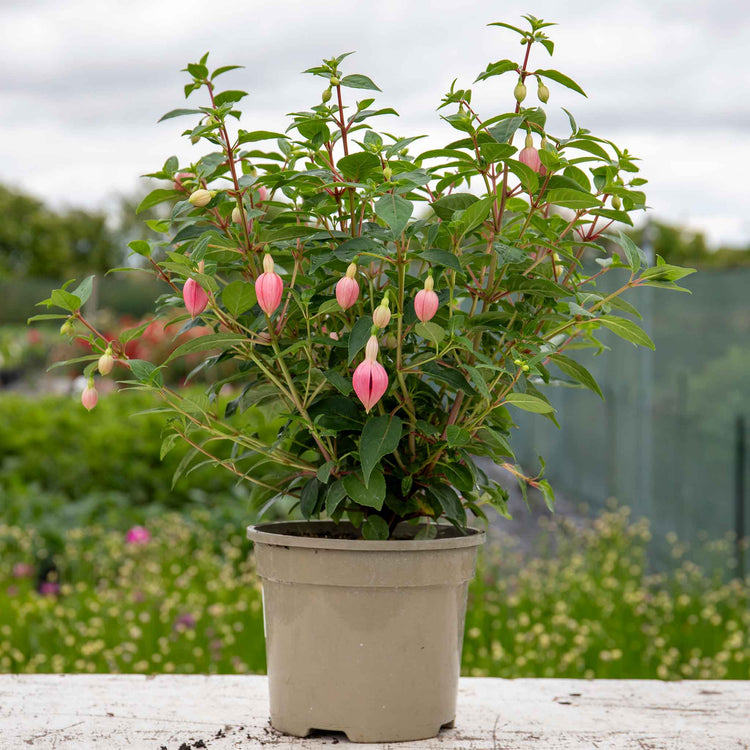 Fuchsia 'Paula Jane'