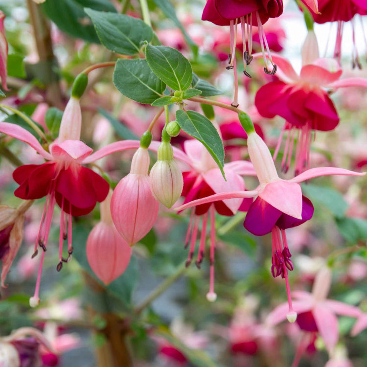 Fuchsia Upright Collection