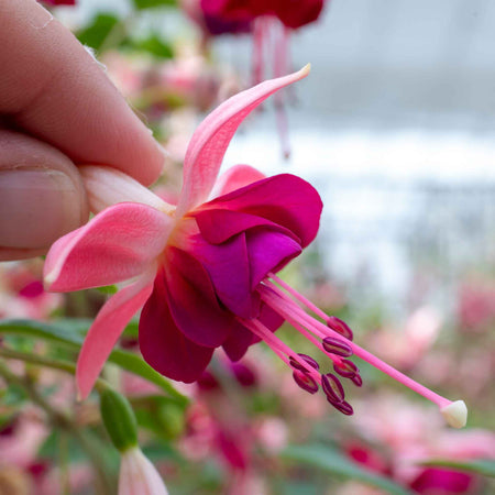 Fuchsia 'Paula Jane'
