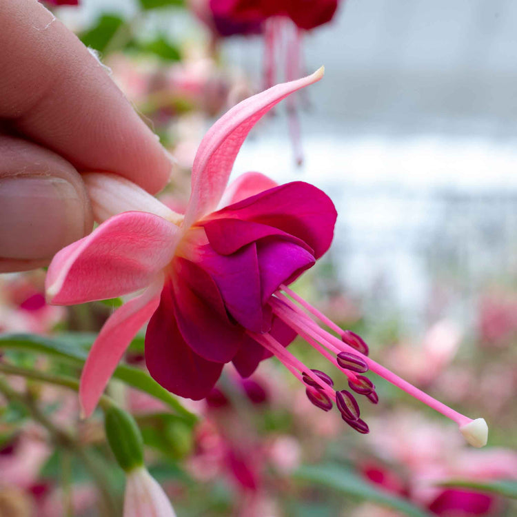 Fuchsia 'Paula Jane'