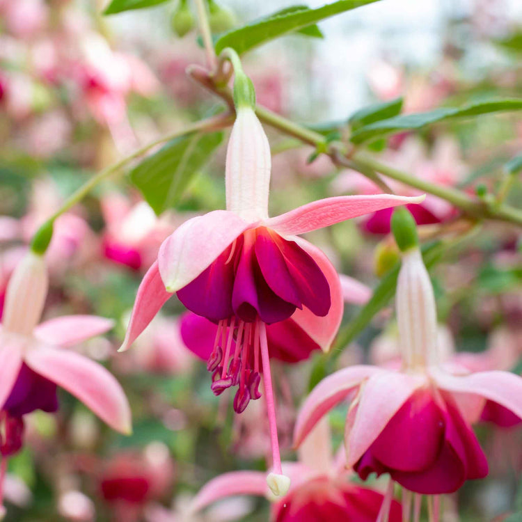 Fuchsia Upright Collection