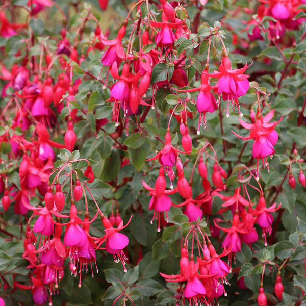 Fuchsia Plant 'Climbing Pink Fizz'