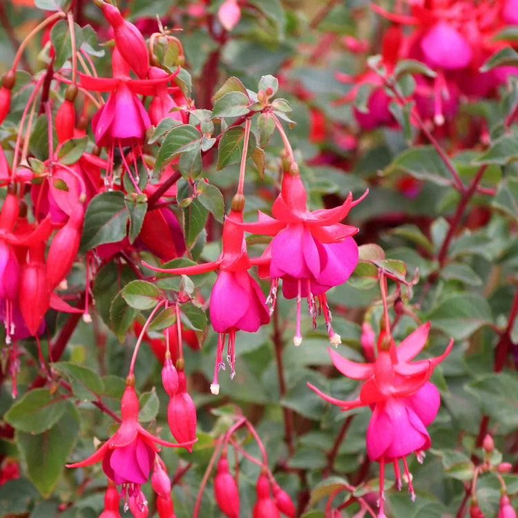 Fuchsia Hardy Collection