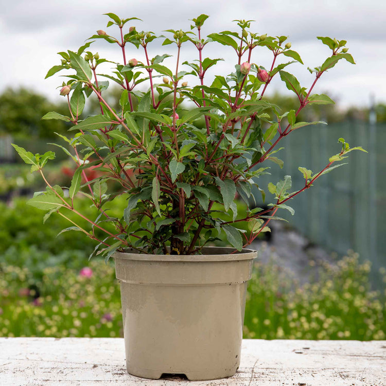 Fuchsia 'Snowcap'