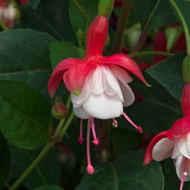 Fuchsia Hardy Collection