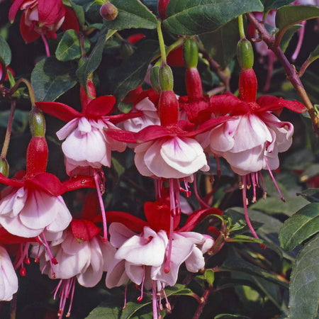 Fuchsia Hardy Collection