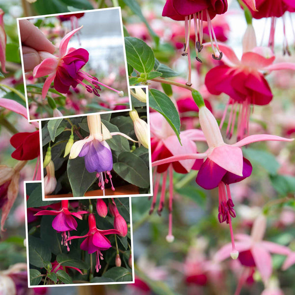 Fuchsia Upright Plant Collection