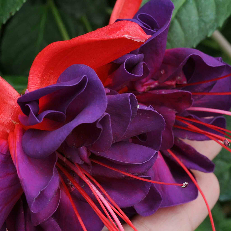 Fuchsia Plant 'Southern Belles Voodoo'