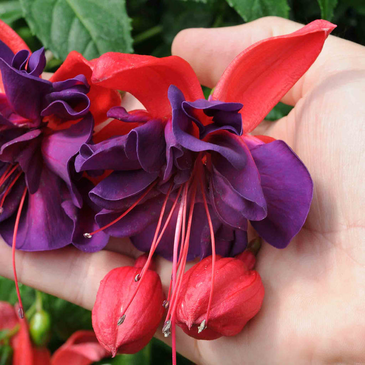 Fuchsia Plant 'Southern Belles Voodoo'