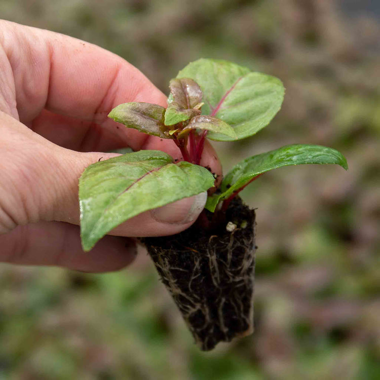 Fuchsia Plant 'Giant-Flowered' Collection