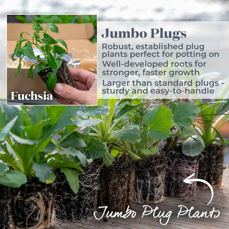 Fuchsia Plant 'Deltas Sarah'