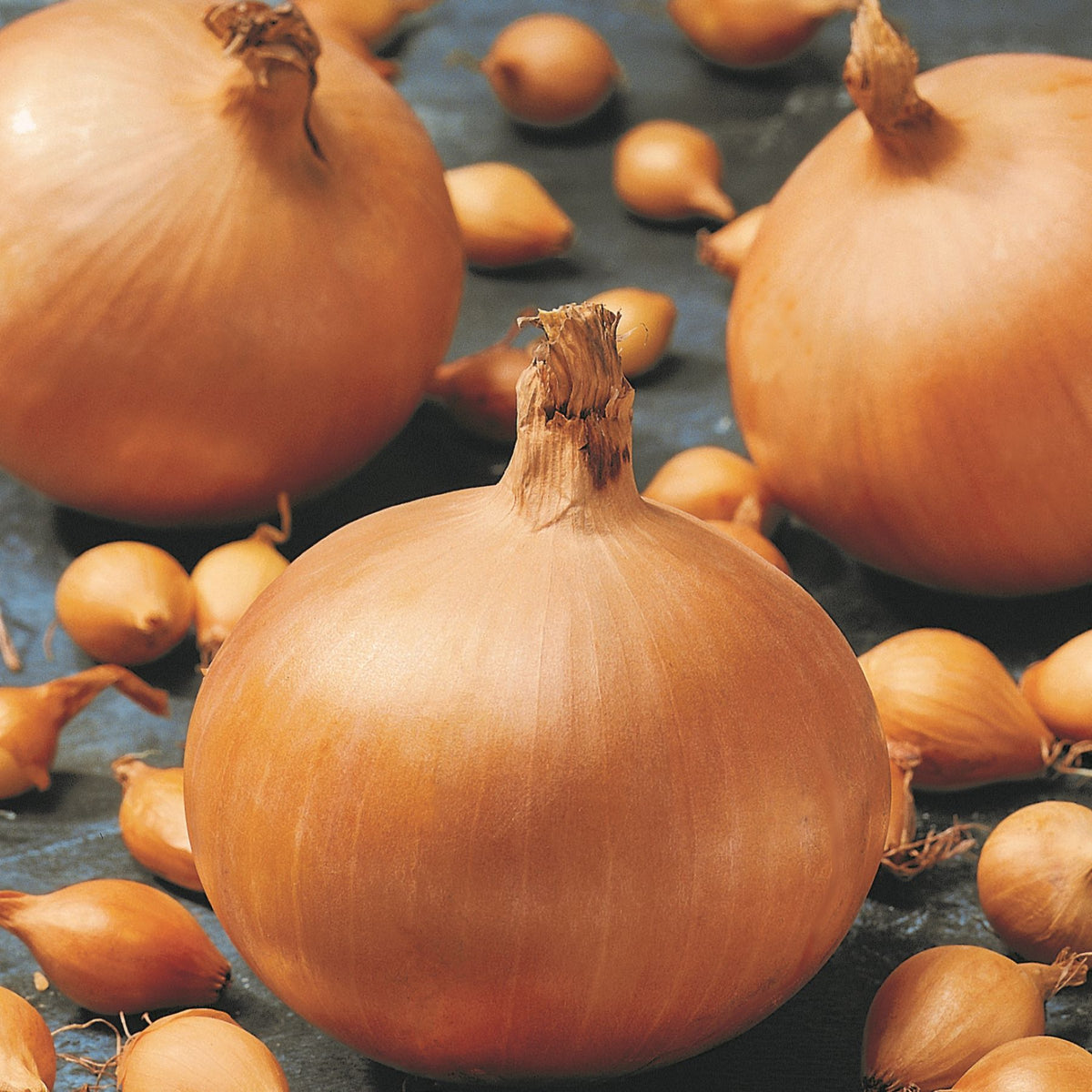 Onion 'Crusado' Sets Buy Onion Sets Online Onion Sets for Sale