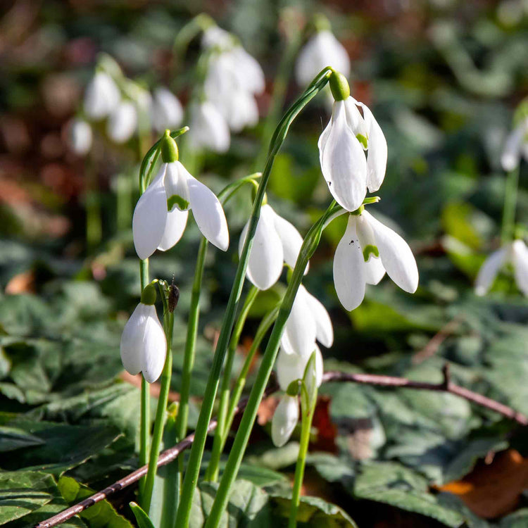 Common Snowdrop Bulbs in the Green