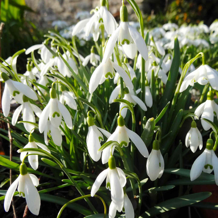 Common Snowdrop Bulbs in the Green