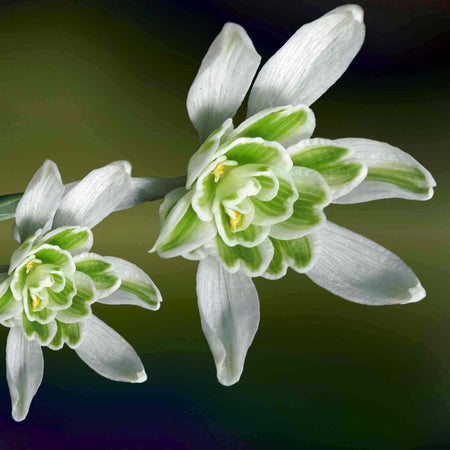 Snowdrop Bulbs in the Green Collection