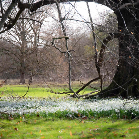 Common Snowdrop Bulbs in the Green