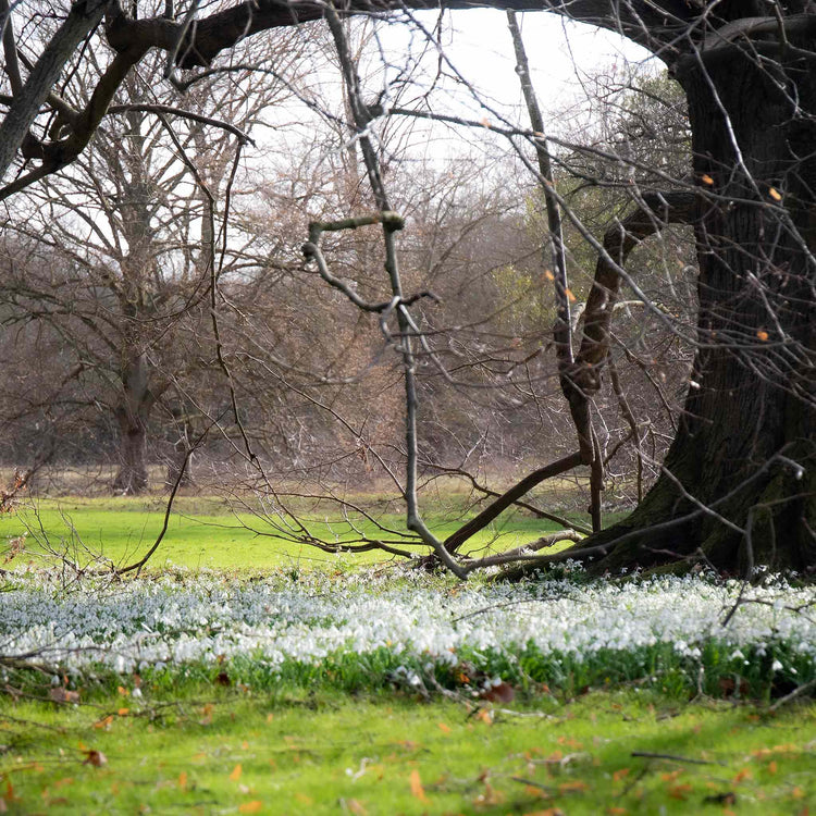 Common Snowdrop Bulbs in the Green