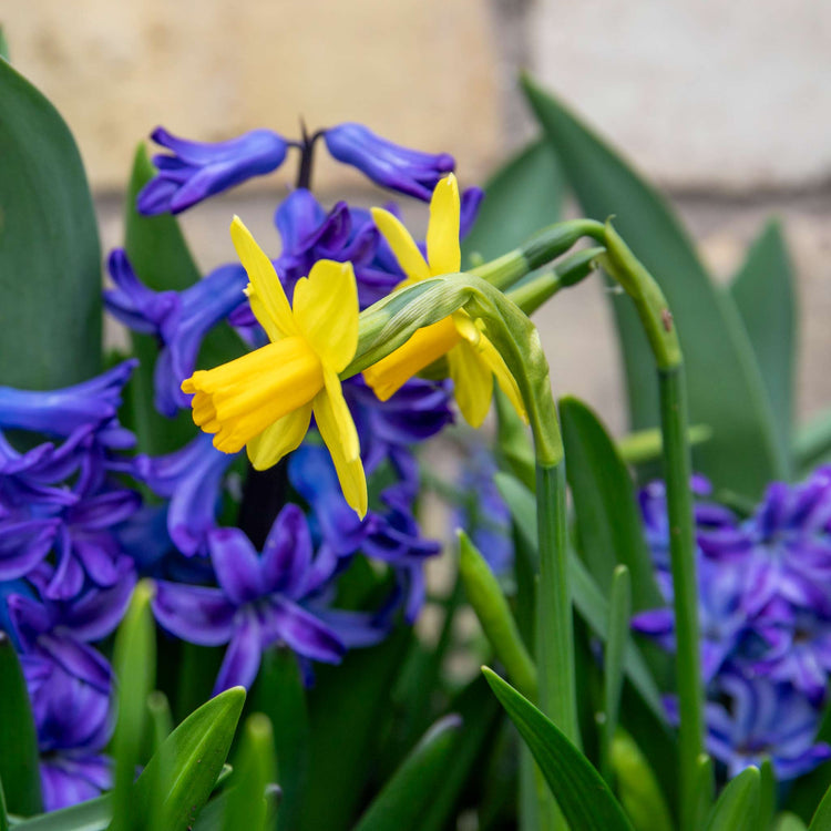 Narcissus 'Tete-a-Tete' - 20 Bulbs