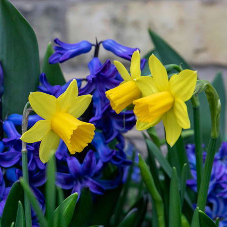 Narcissus 'Tete a Tete De Luxe' - 50 Bulbs