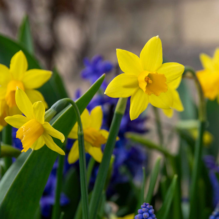 Narcissi 'Tete a Tete' Value Pack - 200 Bulbs