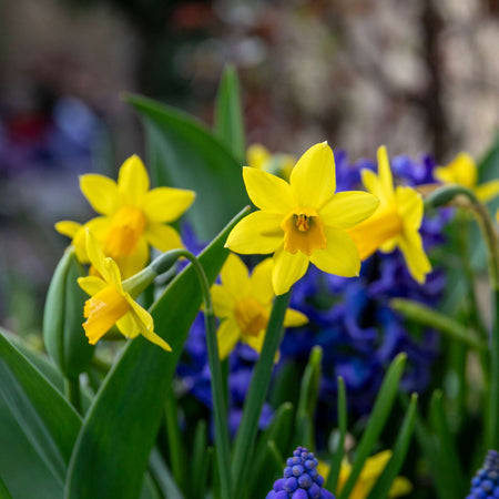 Narcissi 'Tete a Tete' Value Pack - 500 Bulbs