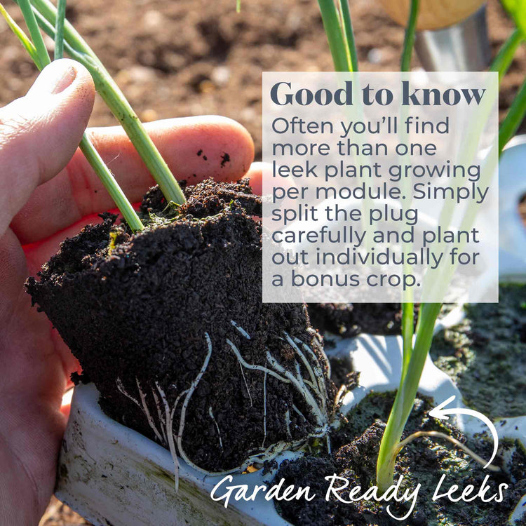Leek Plant 'Jolant'