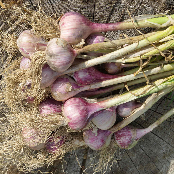 Garlic Cloves 'Germidour'