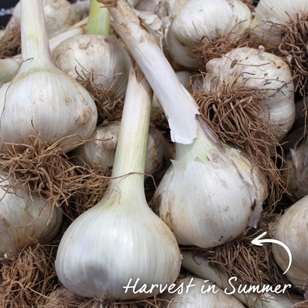 Pre-Rooted Garlic 'Provence Wight'