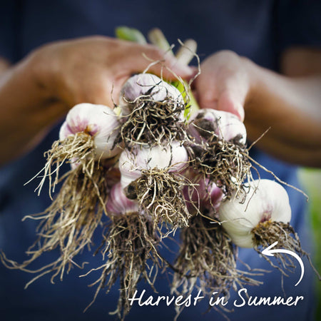 Garlic Cloves 'Blushing Beauty'