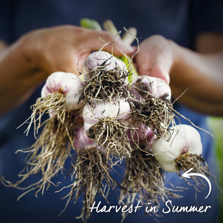 Garlic Cloves 'Blushing Beauty'