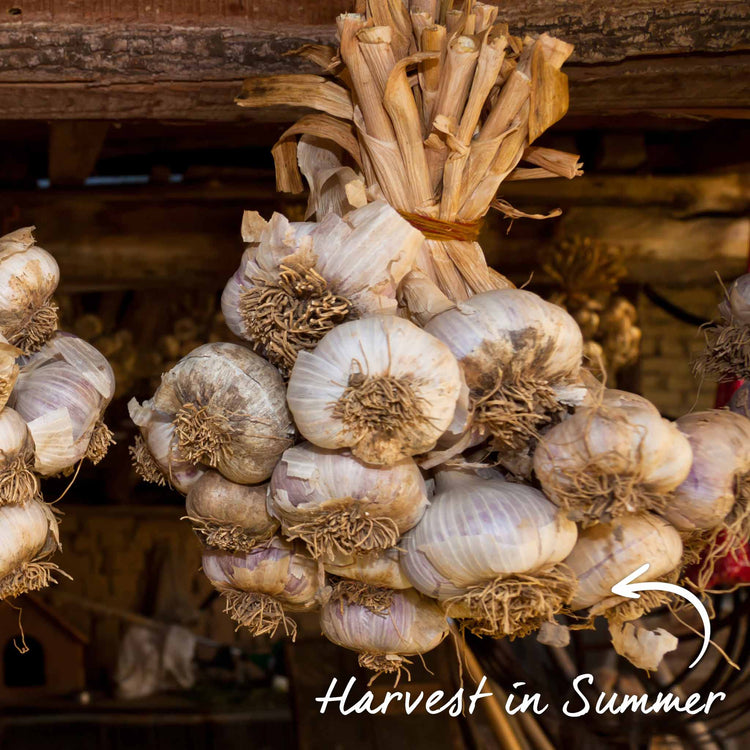 Pre-Rooted Garlic 'Topadrome'