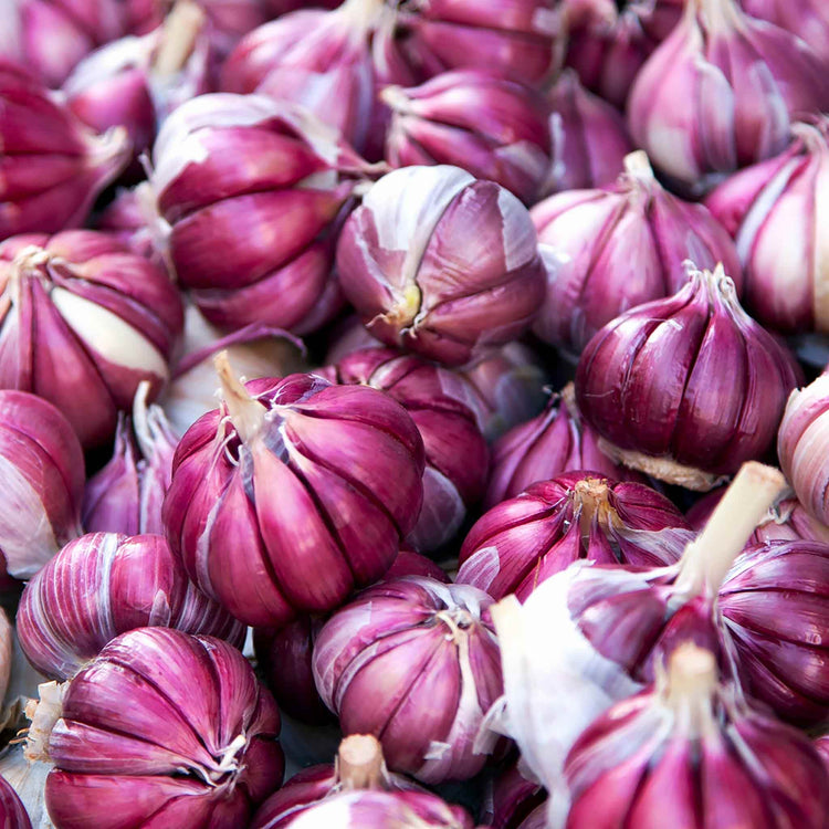 Autumn Planting Garlic 'Morado'