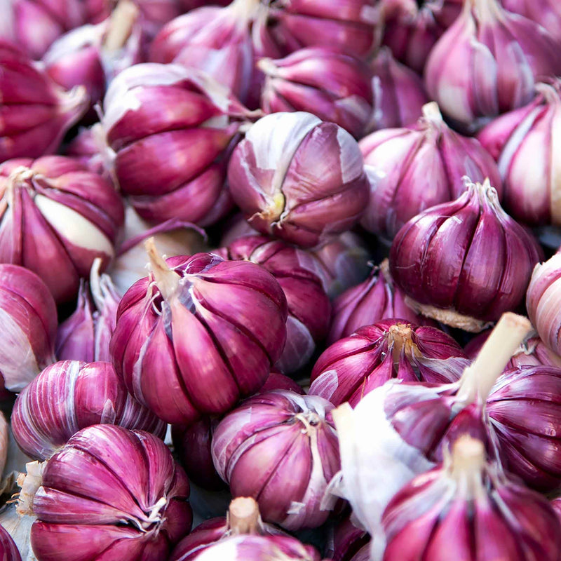 Autumn Planting Garlic 'Morado'