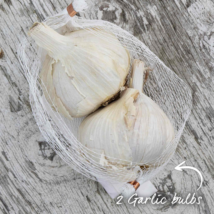 Autumn Planting Garlic 'Morado'