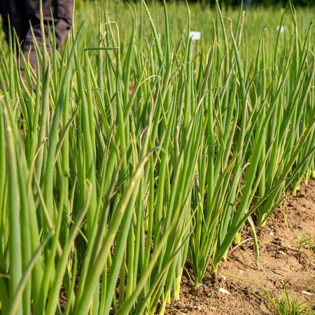 Spring Planting Spring Onion 'White Lisbon'