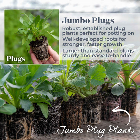 Corydalis Plant 'Blue Heron'