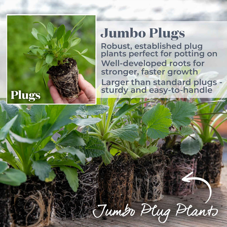 Corydalis Plant 'Blue Heron'