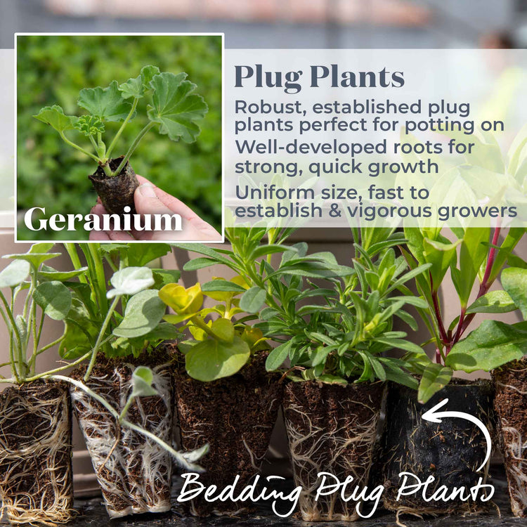 Geranium 'Galaxy Red'