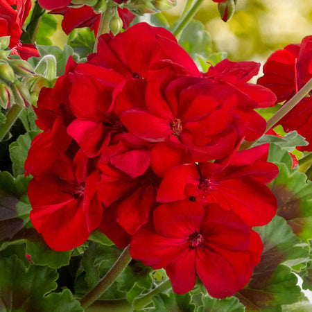 Geranium Plant 'Galaxy Red'