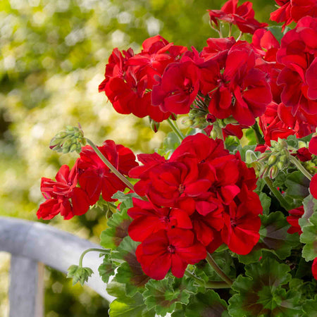 Geranium Plant 'Galaxy Red'