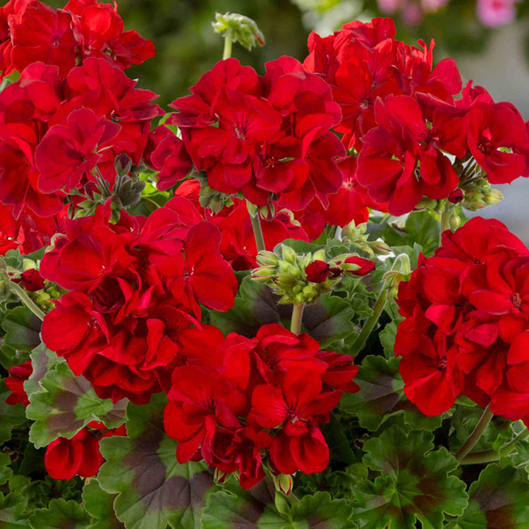 Geranium Plant 'Galaxy Red'