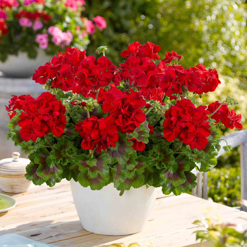 Geranium Plant 'Galaxy Red'