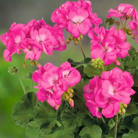 Geranium 'Galaxy Rose'