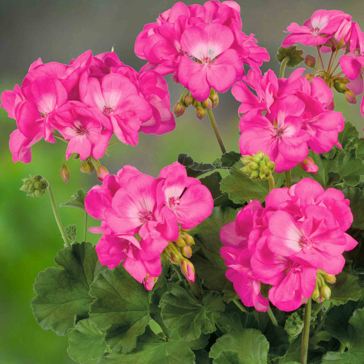 Geranium 'Galaxy Rose'