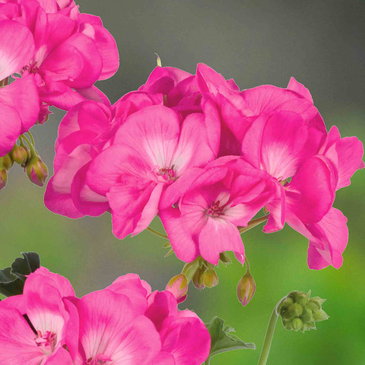 Geranium 'Galaxy Rose'
