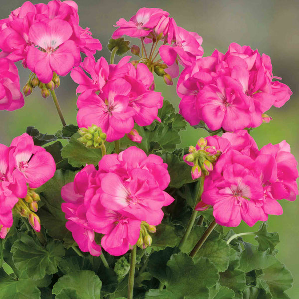 Geranium Plant 'Galaxy Rose'