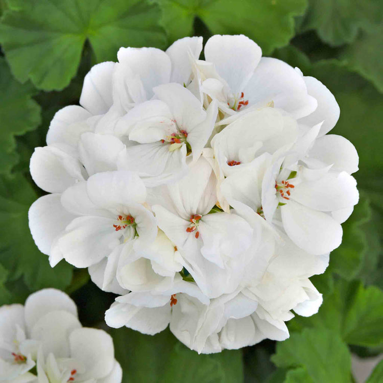 Geranium 'Galaxy White'