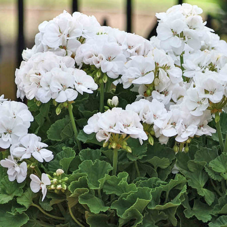 Geranium 'Galaxy White'