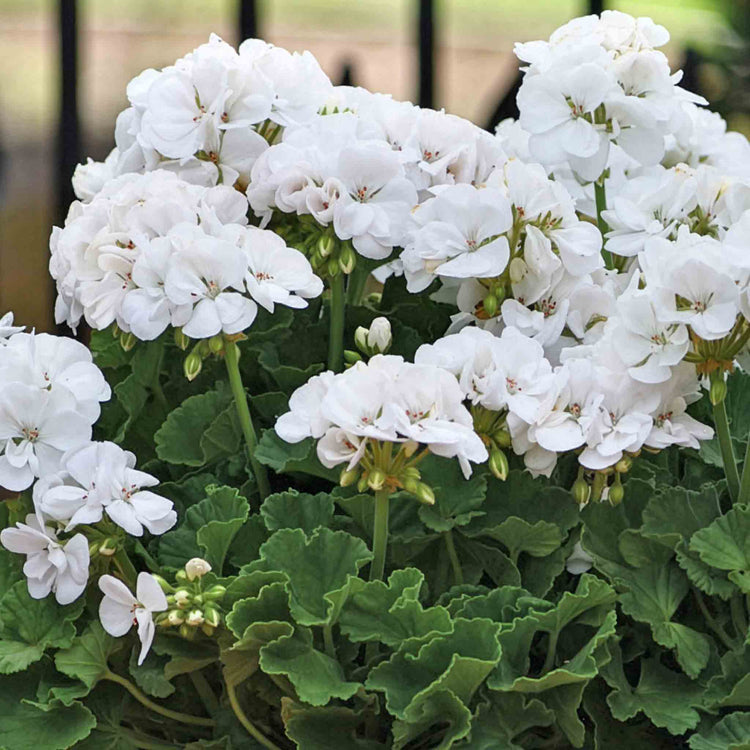 Geranium 'Galaxy White'